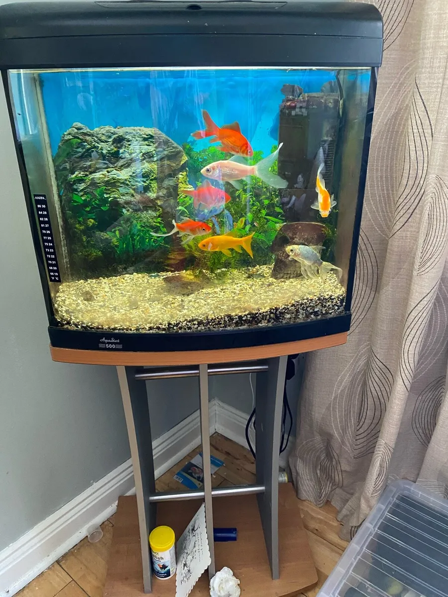 Fish tank - Image 1