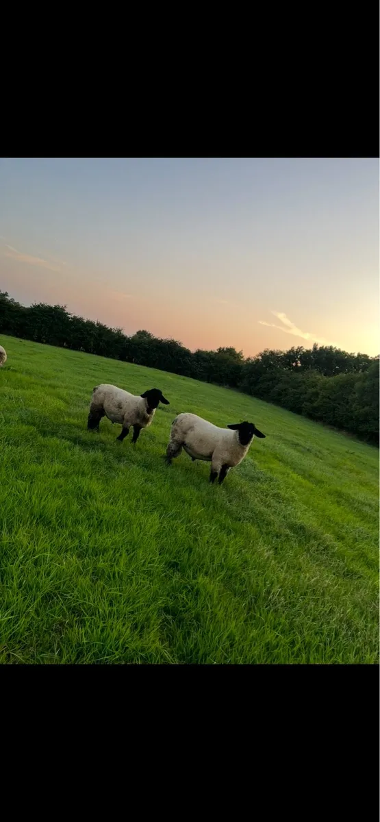 Pb Suffolk rams - Image 1