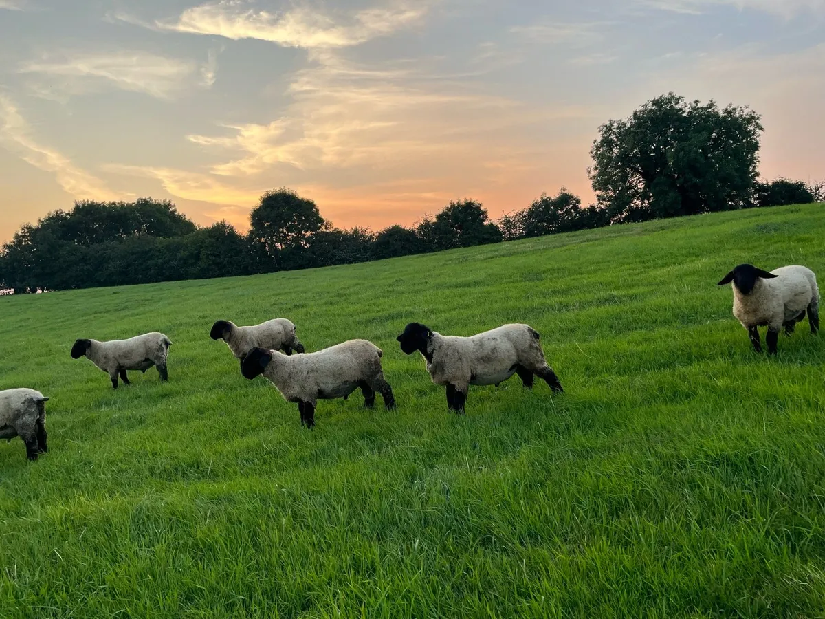 Pb Suffolk rams - Image 2