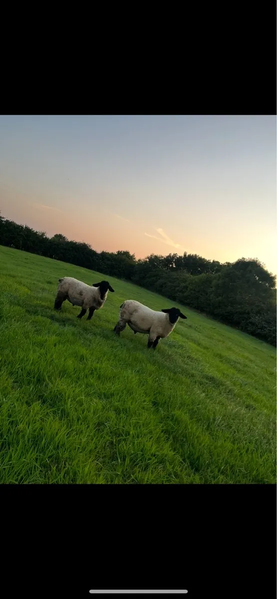 Pb Suffolk rams - Image 3