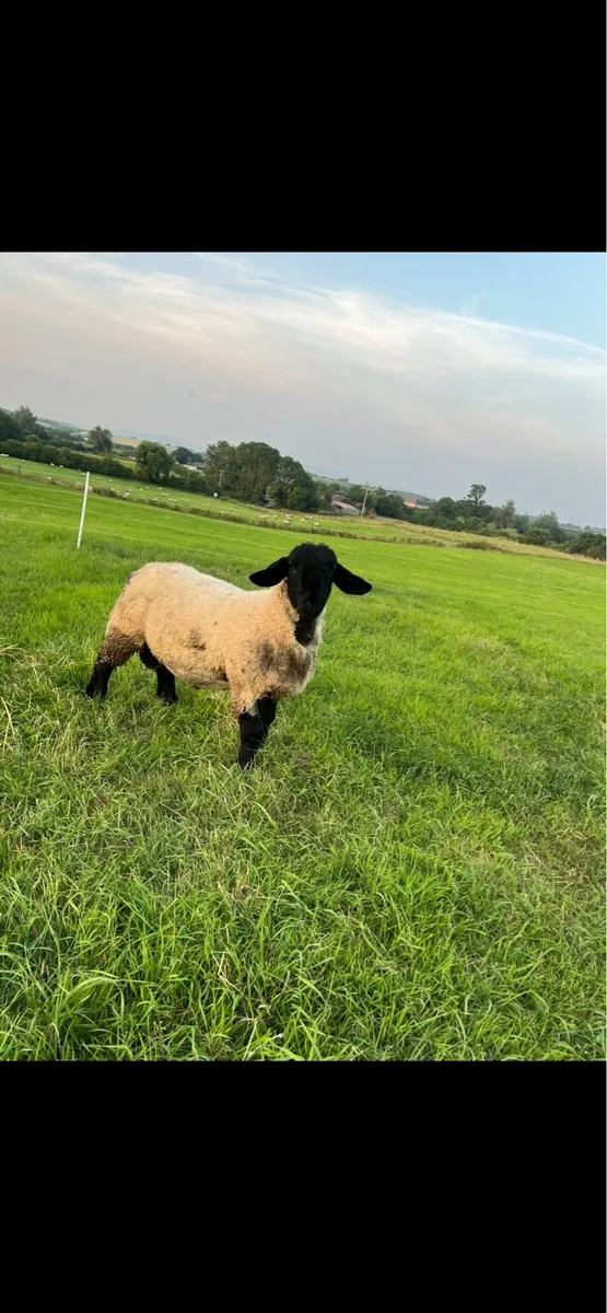 Pb Suffolk rams - Image 4