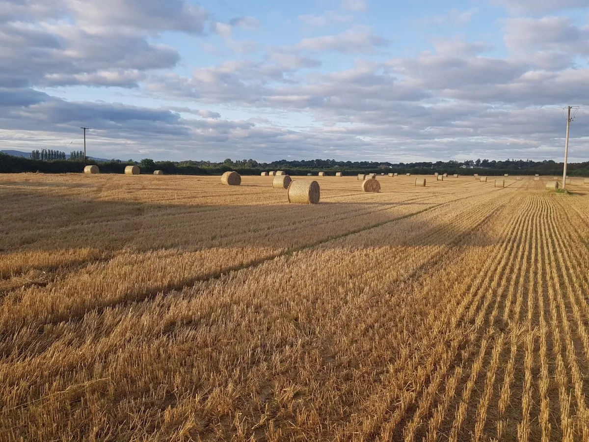 Straw for Sale - Image 1