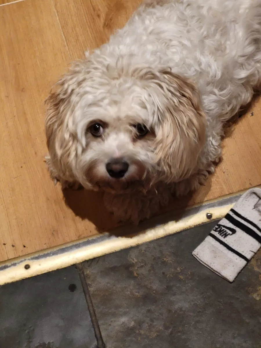Dog walking - Image 1