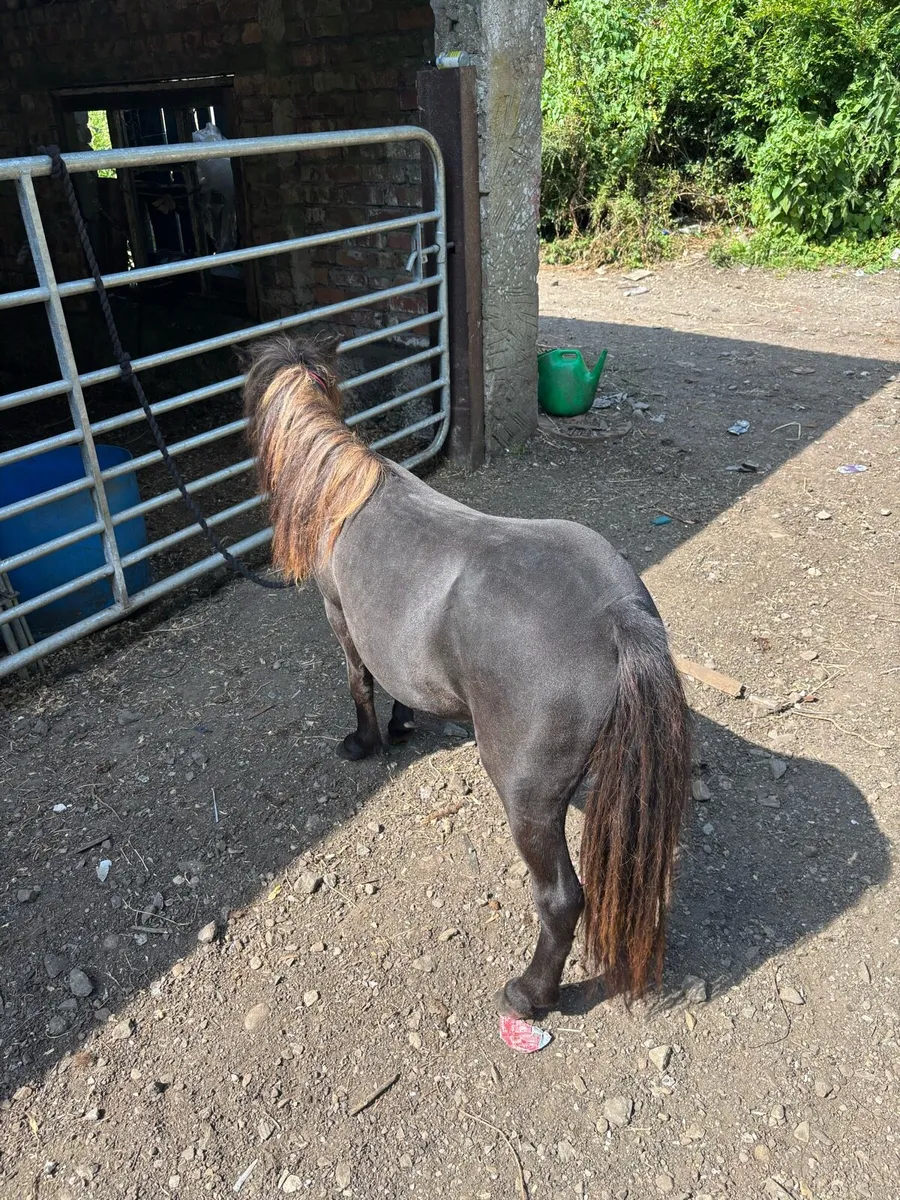 Miniature Shetland - Image 3