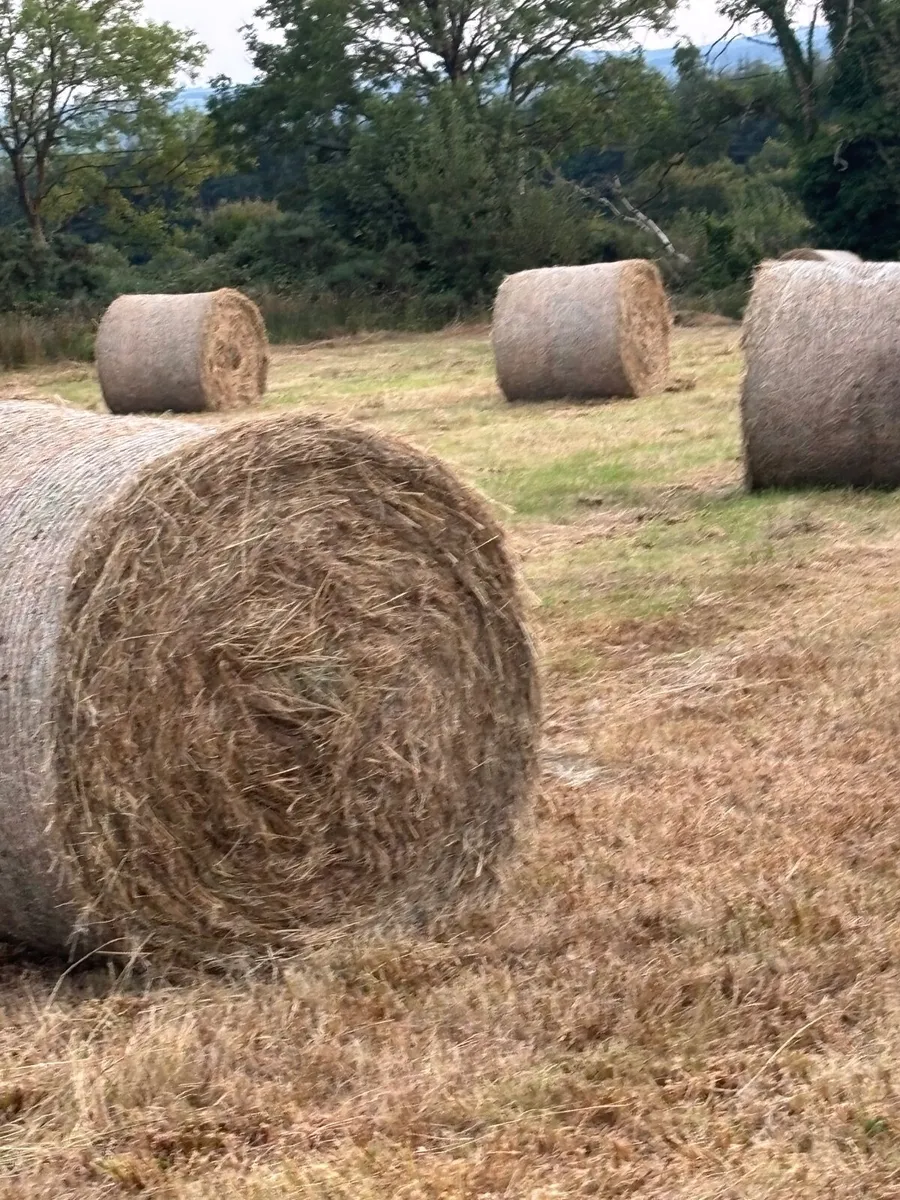 Corse Hay - Image 2