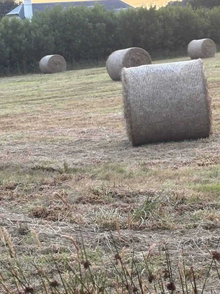 Corse Hay - Image 3