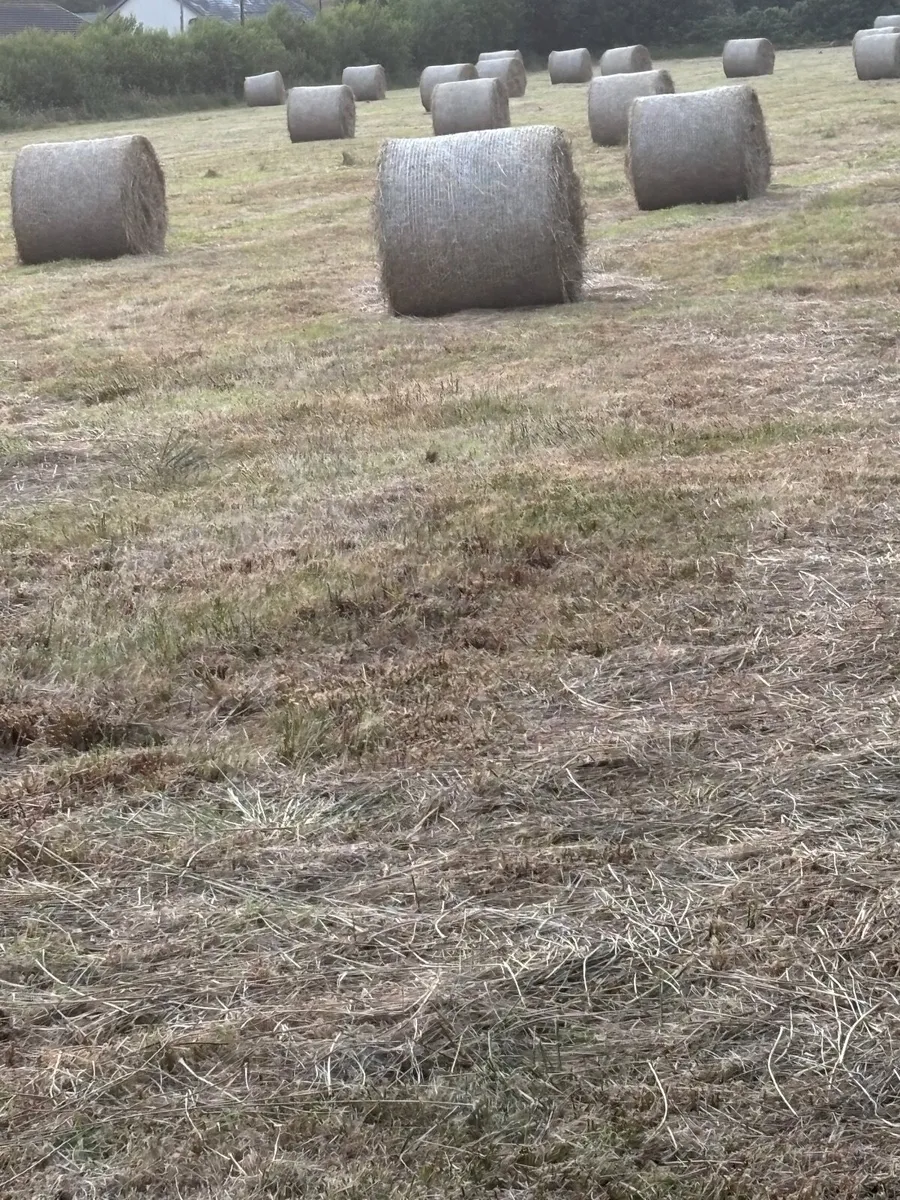 Corse Hay - Image 4
