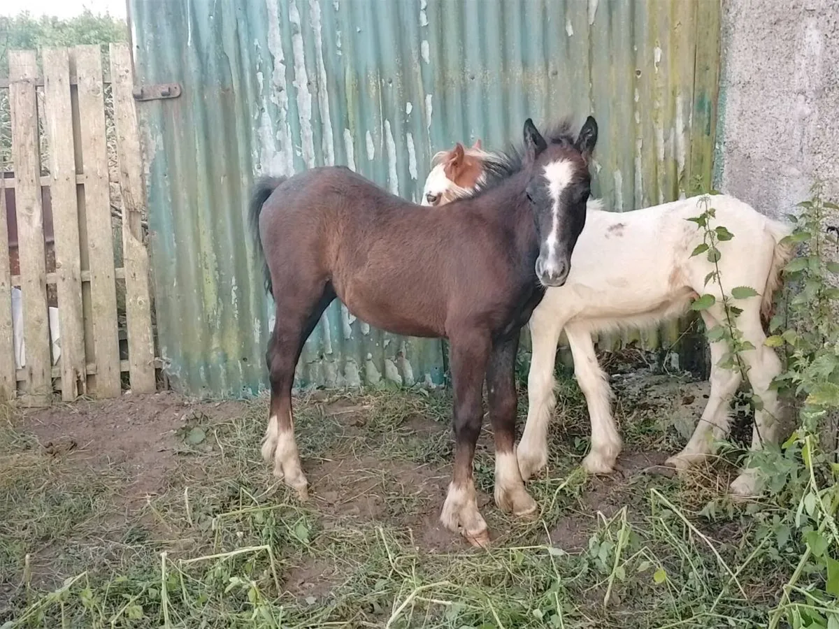 Foals - Image 3