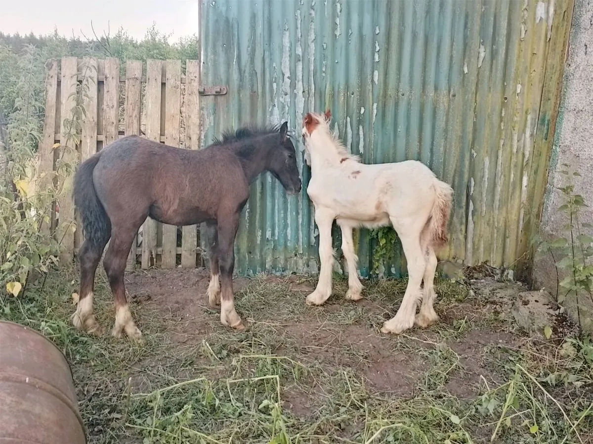 Foals - Image 4
