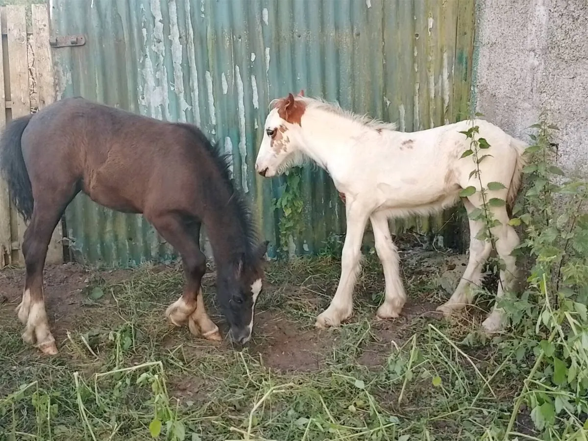 Foals - Image 2