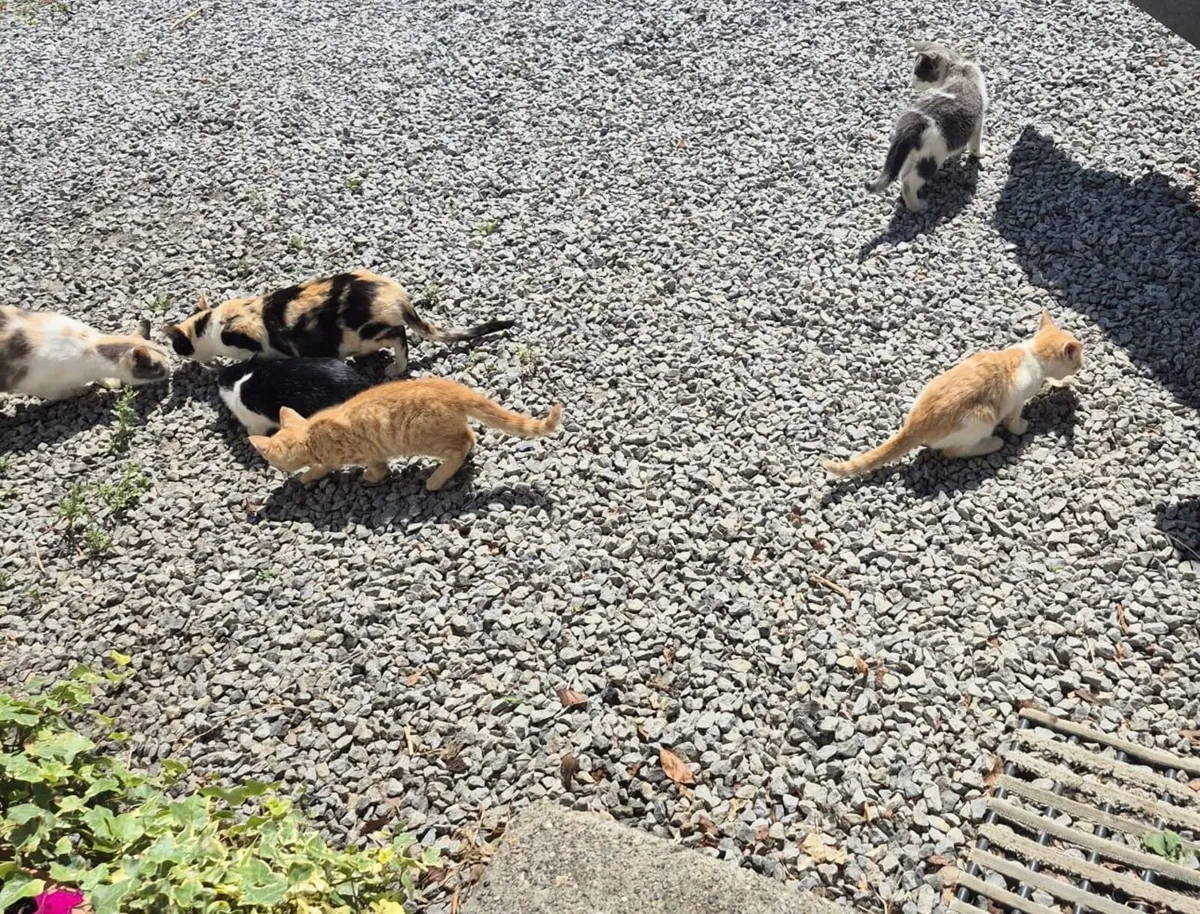 Farm kittens - Image 3