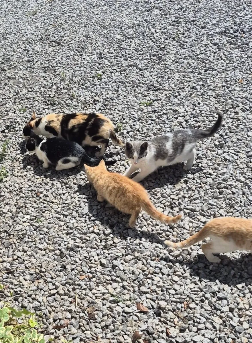 Farm kittens - Image 2