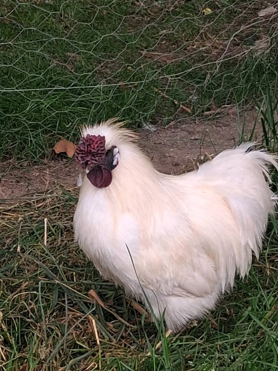 Point of lay pullet and hens - Image 2
