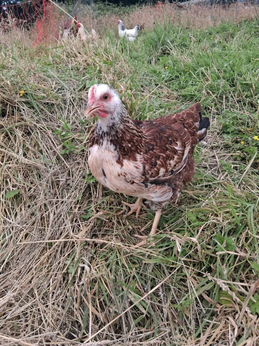 Point of lay pullet and hens - Image 1