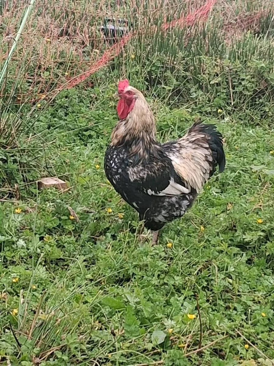 Point of lay pullet and hens - Image 3