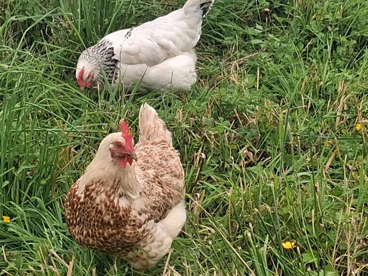 Point of lay pullet and hens - Image 4