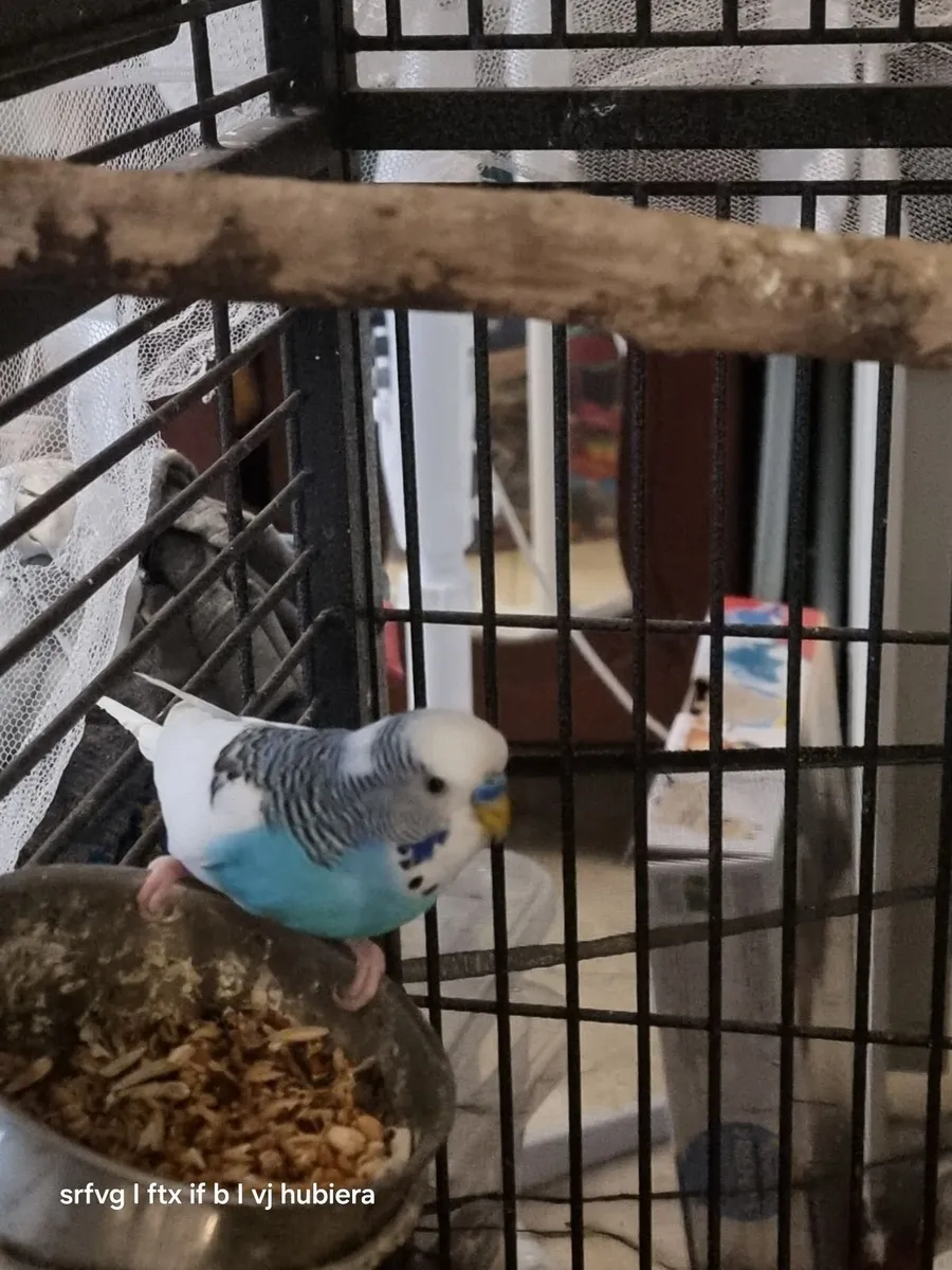 Birds - Image 2