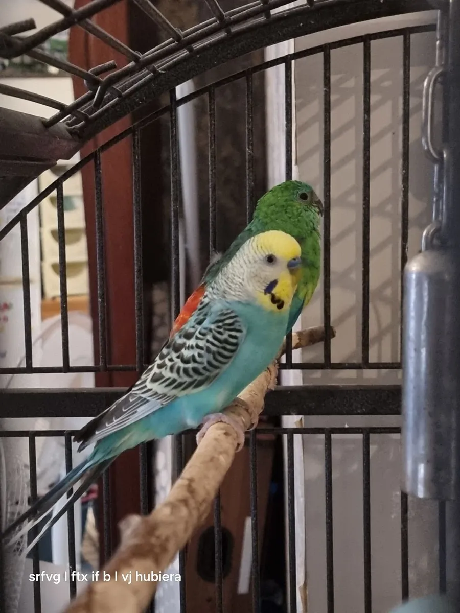 Birds - Image 1