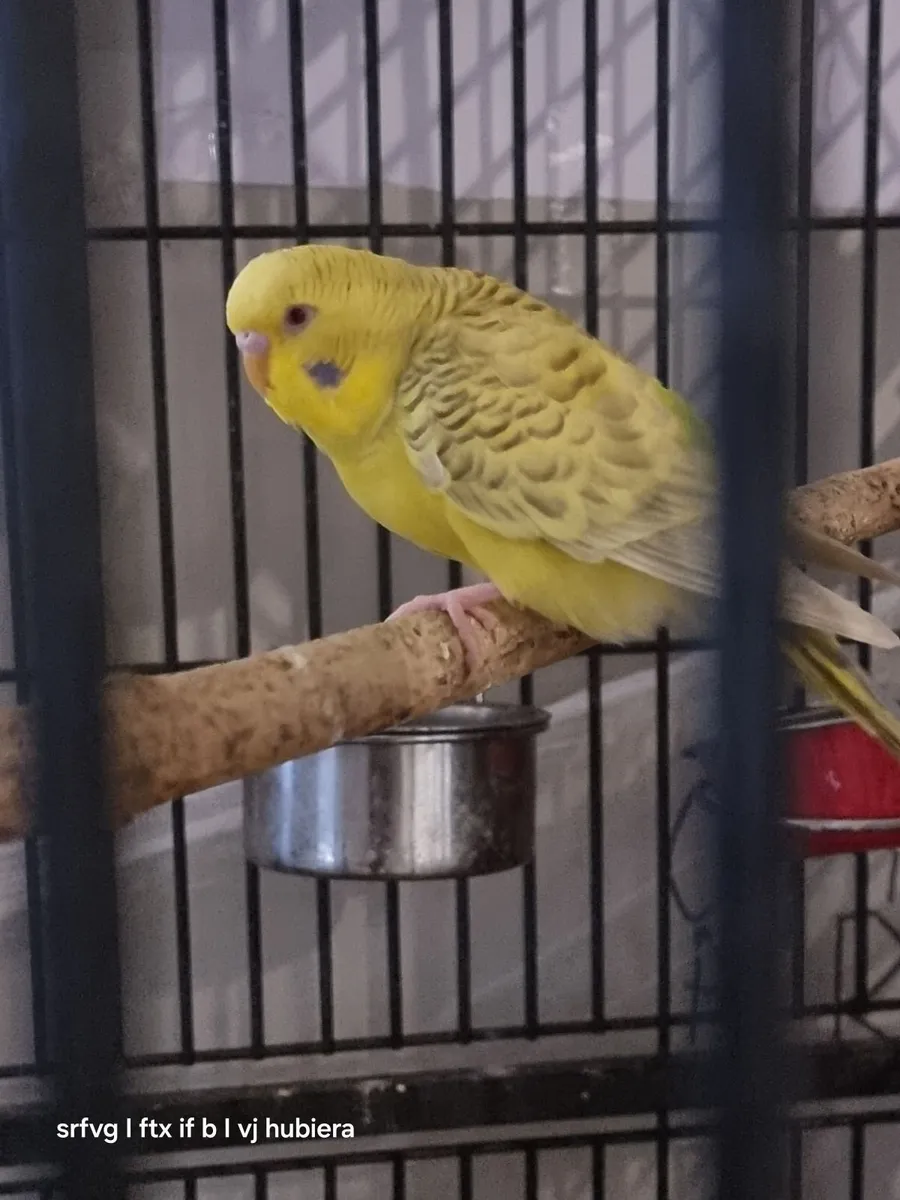 Birds - Image 3