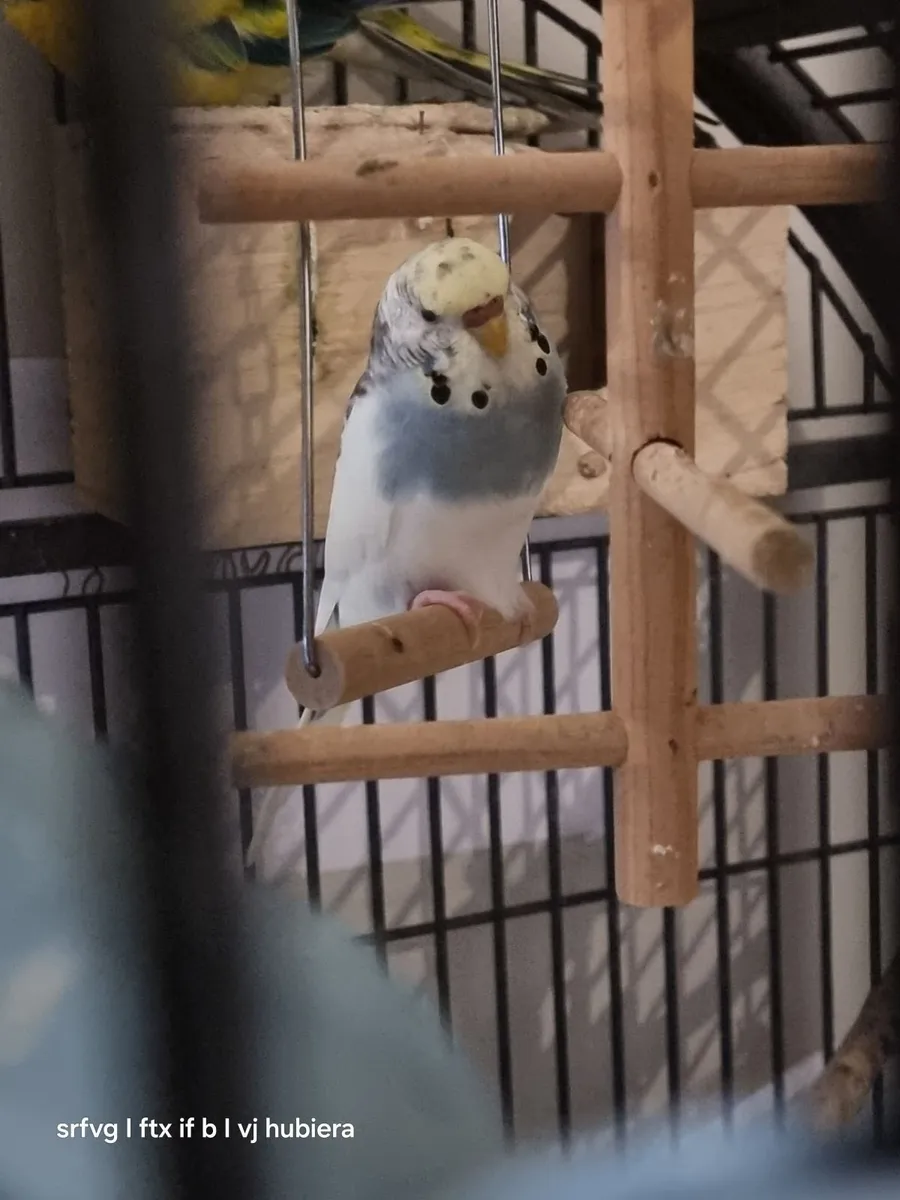 Birds - Image 4
