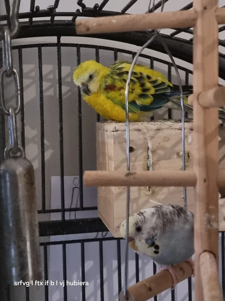 Bird's cage - Image 2