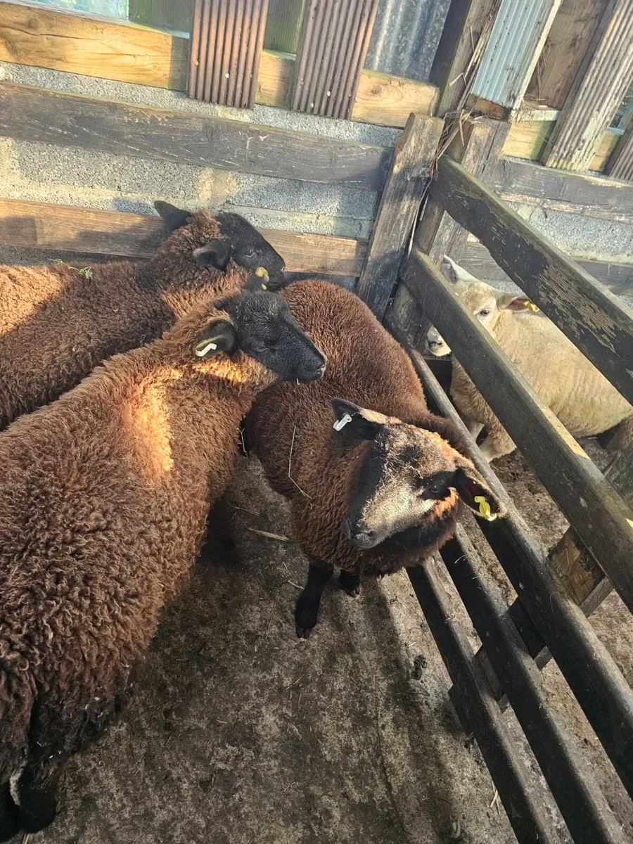 Ewe lambs - Image 1