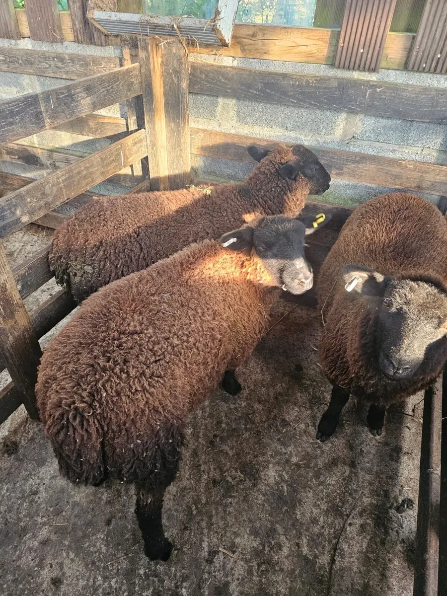 Ewe lambs - Image 4