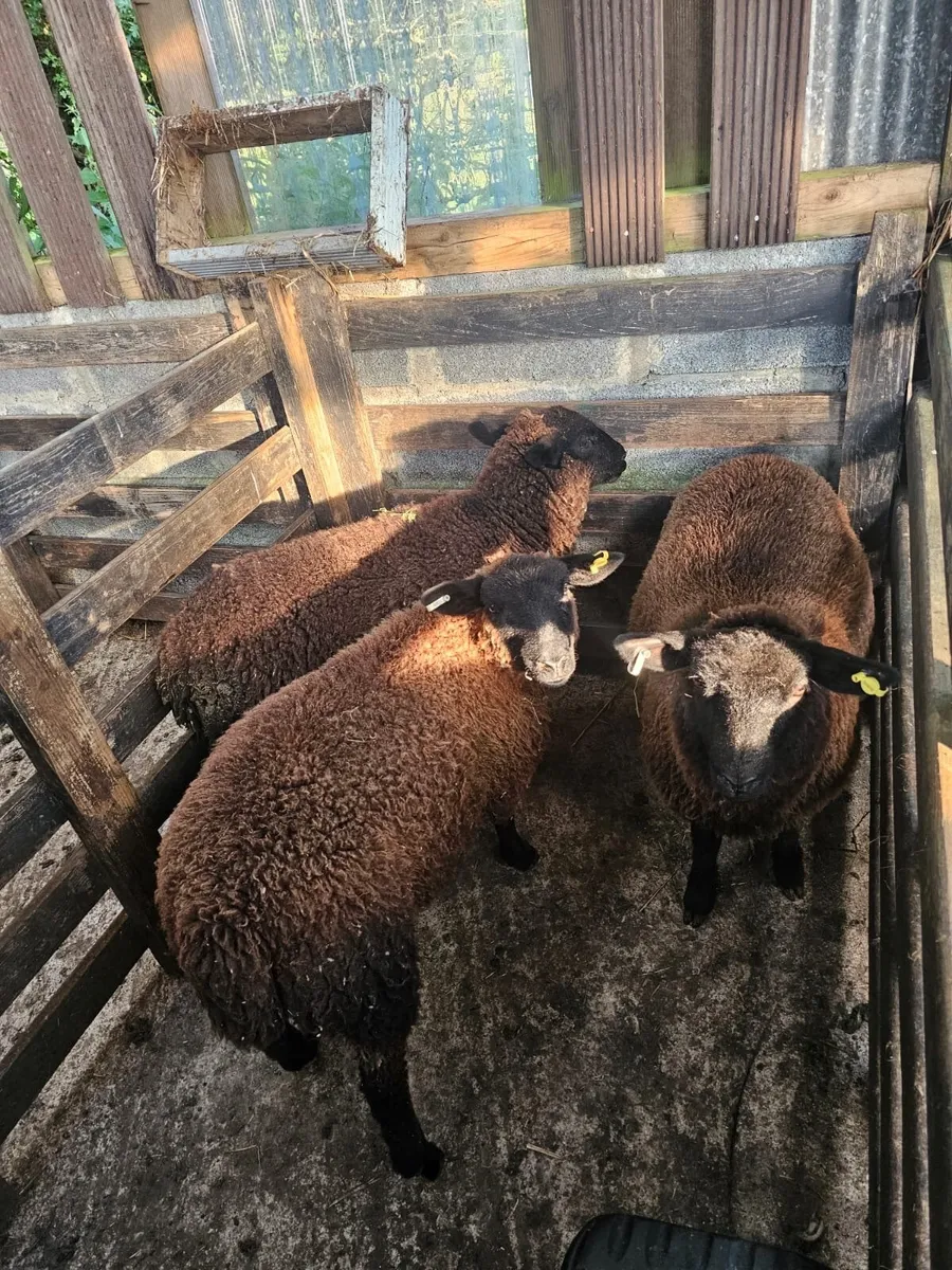 Ewe lambs - Image 2
