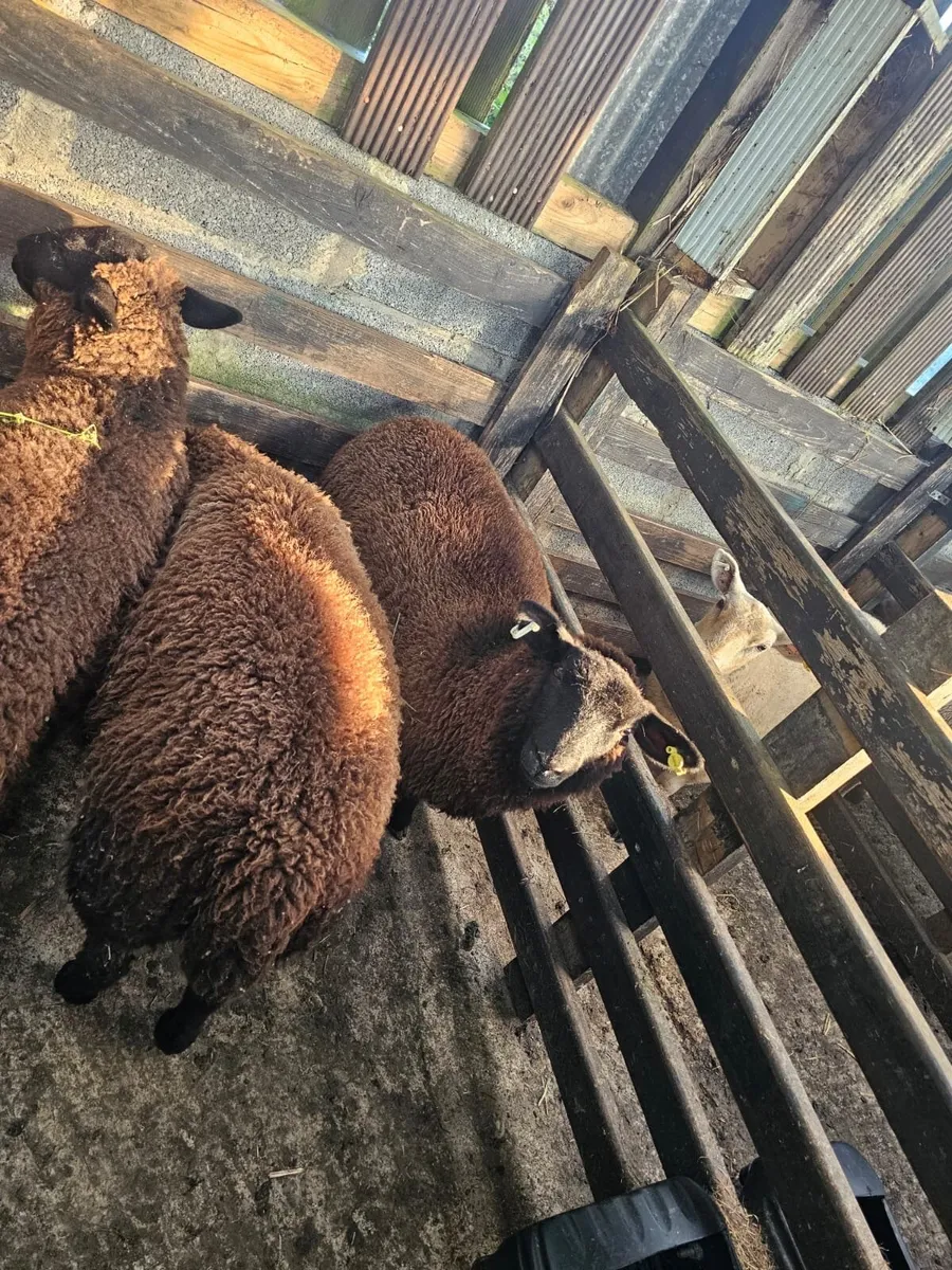 Ewe lambs - Image 3