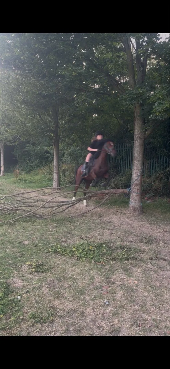Pony - Image 1