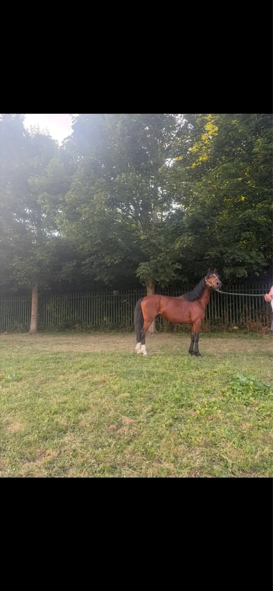 Pony - Image 3