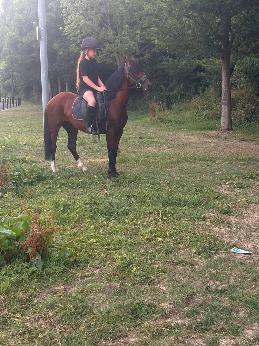 Pony - Image 4