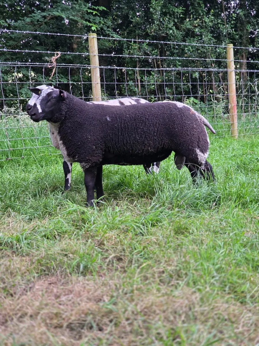 Pedigree dutch spot tip lamb - Image 2