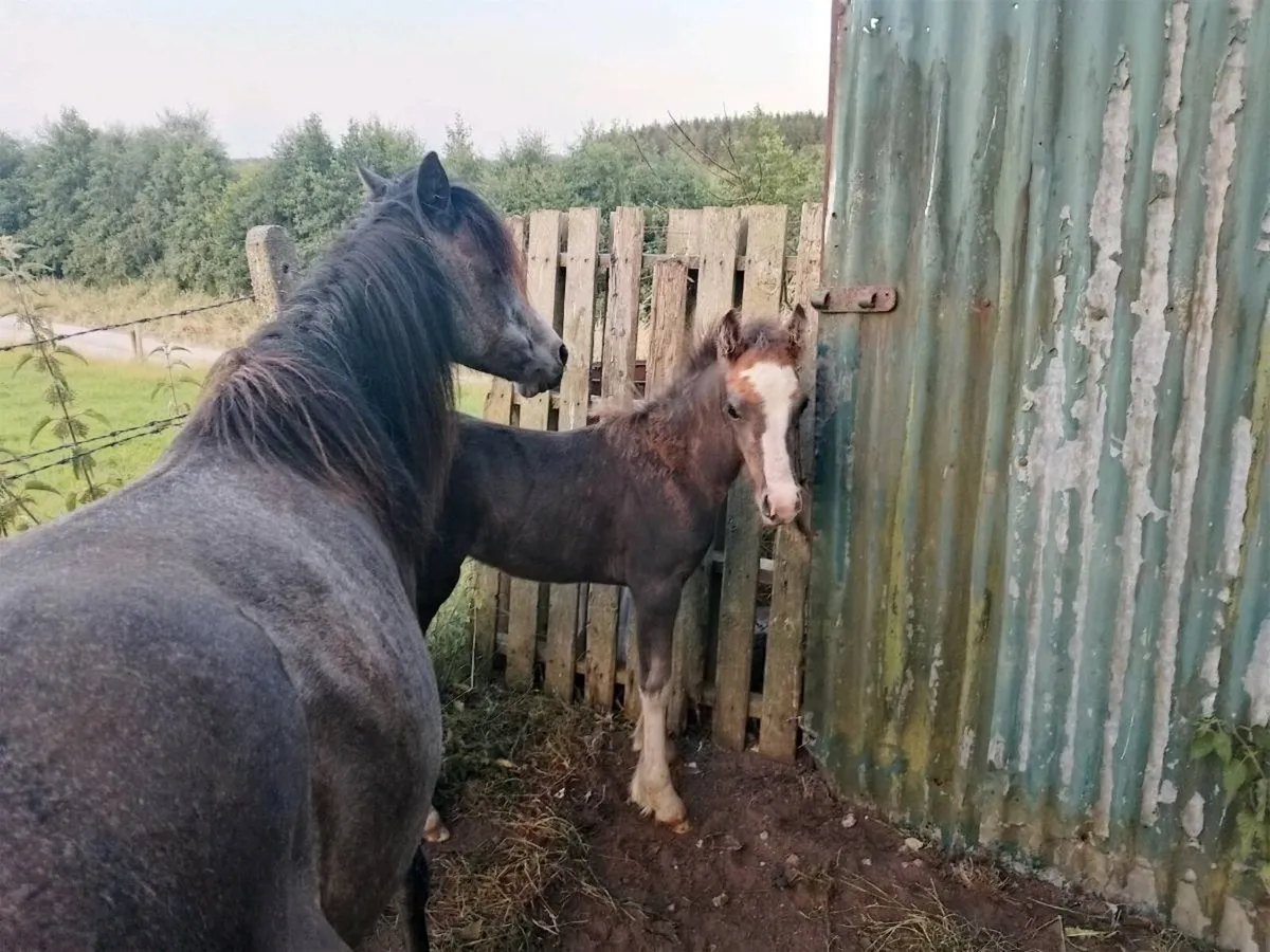 Mare & Foal - Image 4