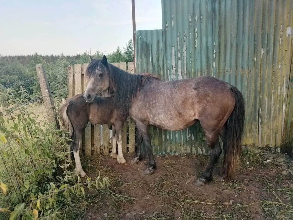 Mare & Foal - Image 1