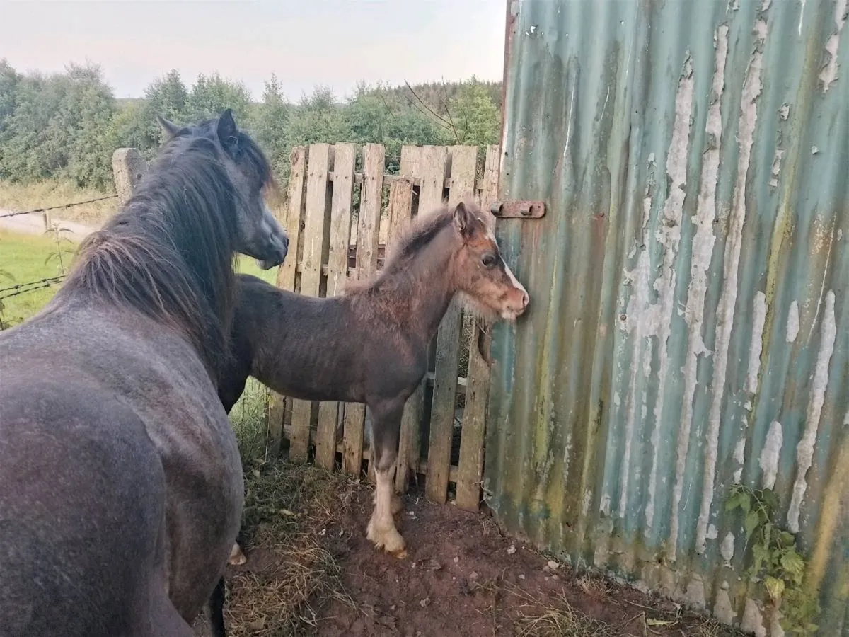 Mare & Foal - Image 2