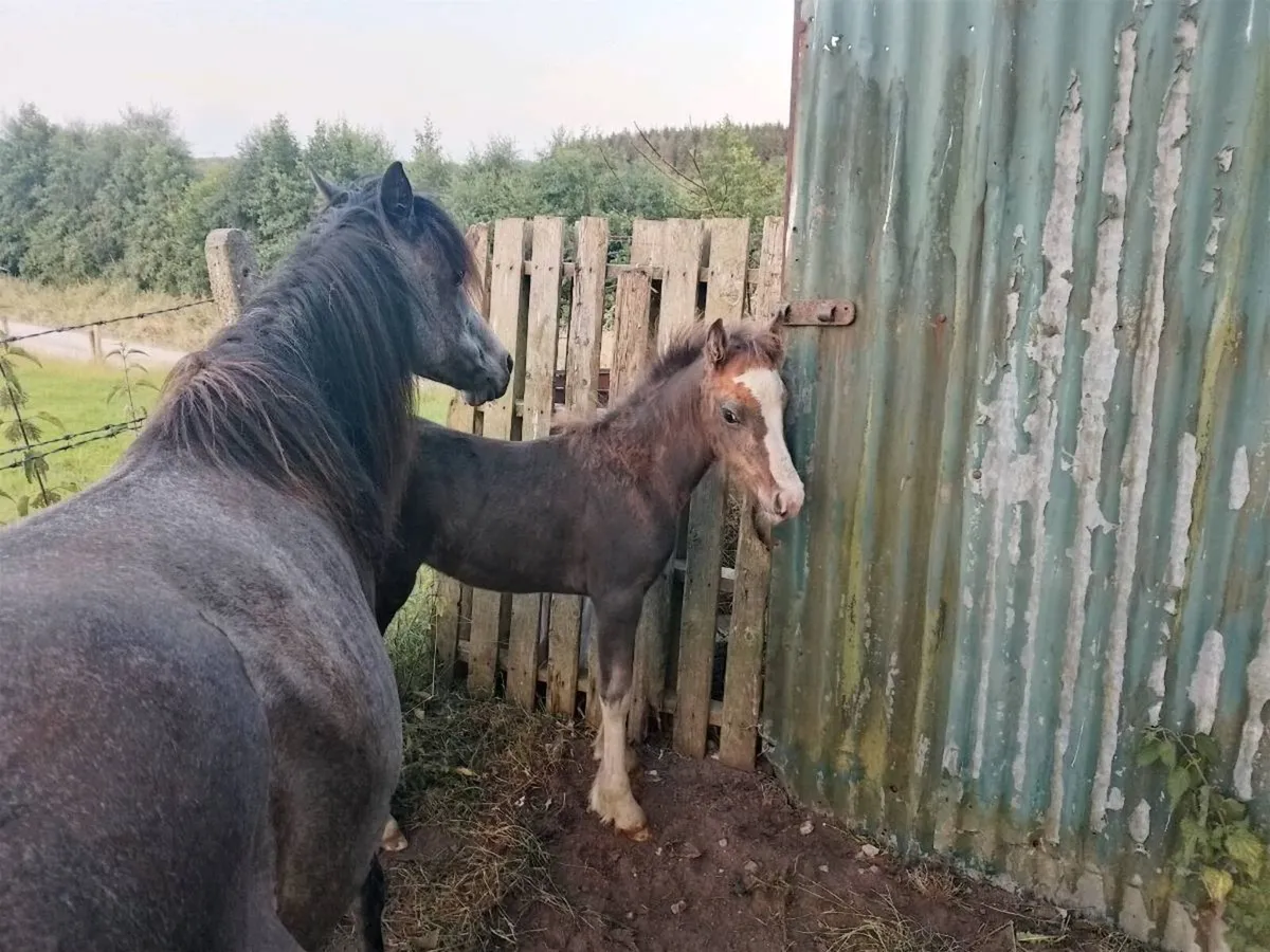 Mare & Foal - Image 3