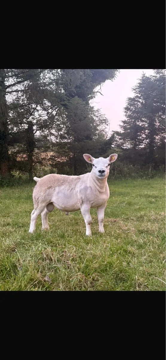 Pedigree Texel SIS Ram Lambs - Image 1