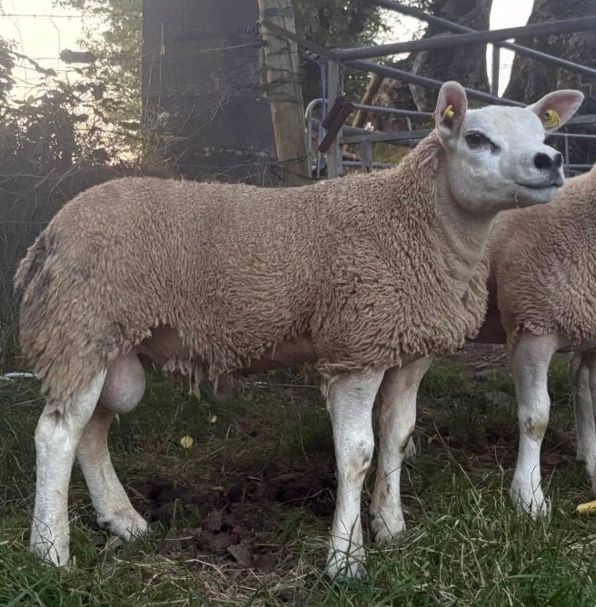 Pedigree Texel SIS Ram Lambs - Image 2