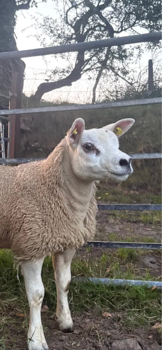 Pedigree Texel SIS Ram Lambs - Image 3