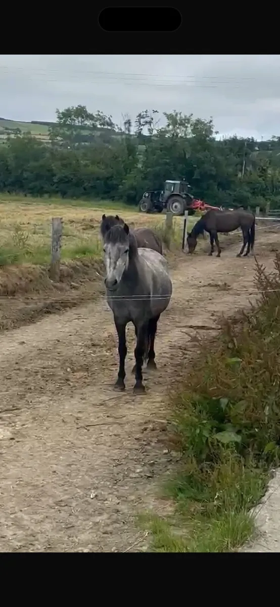 Ponies for sale - Image 1