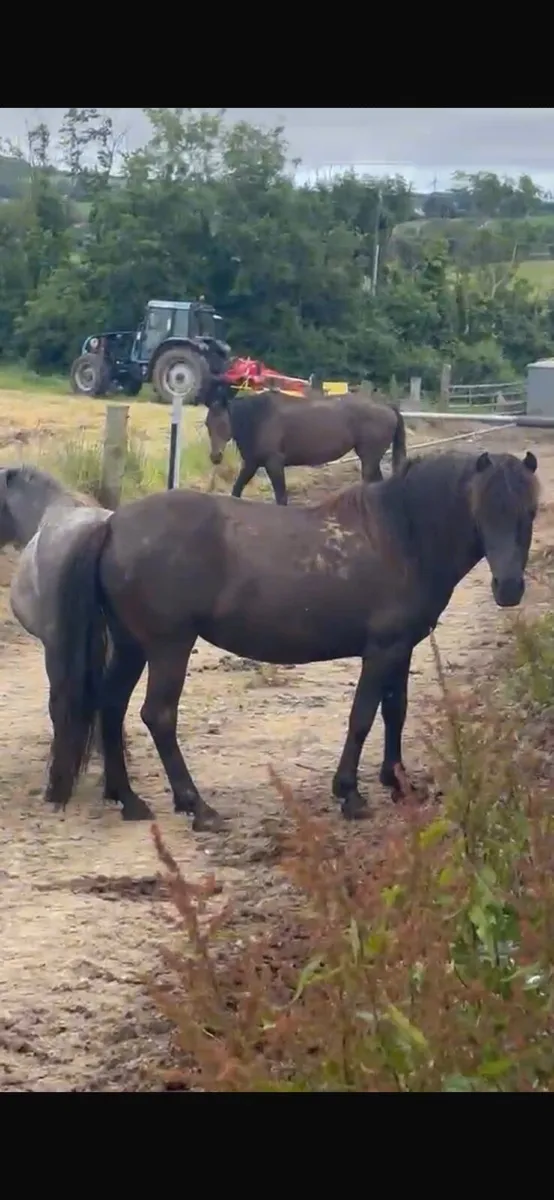 Ponies for sale - Image 2