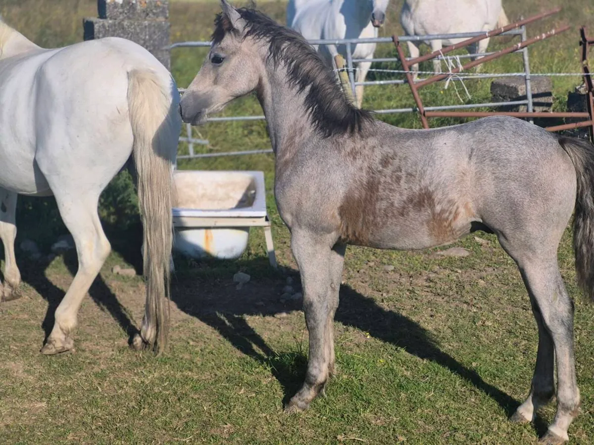 Reg Connemara Colt Foal - Image 4