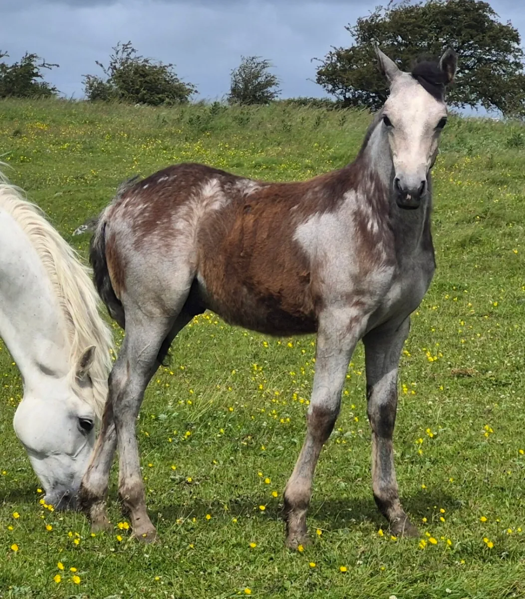 Reg Connemara Colt Foal - Image 1