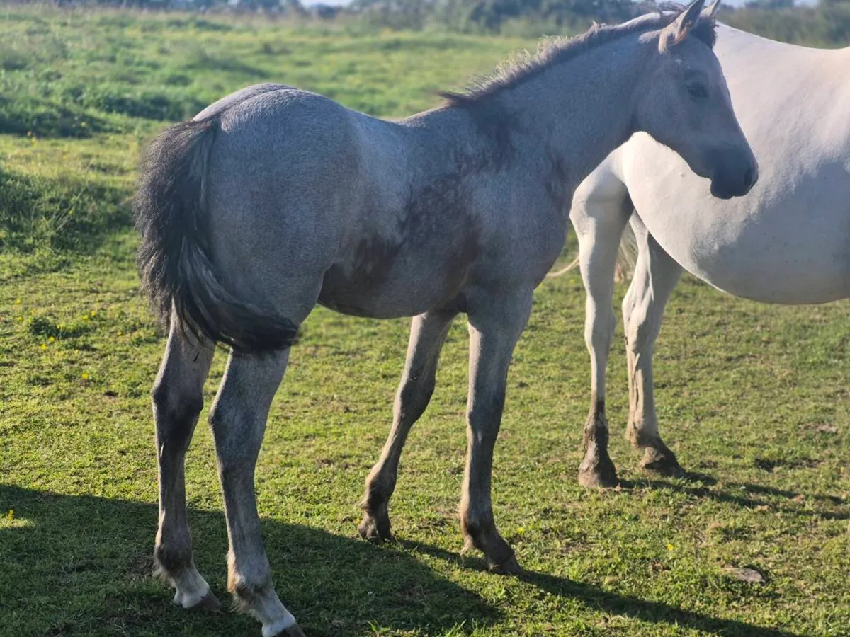 Reg Connemara Colt Foal - Image 2