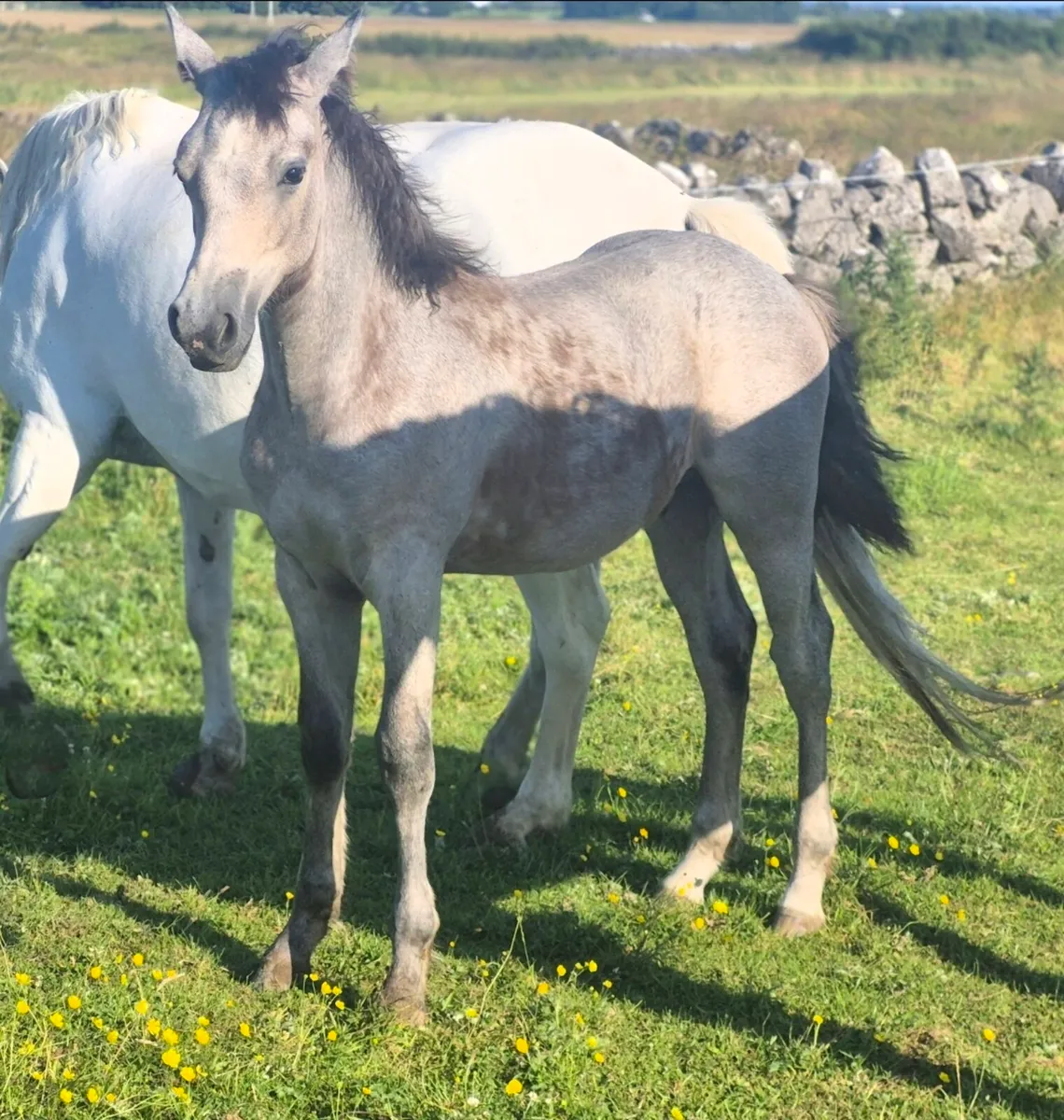 Reg Connemara Colt Foal - Image 3