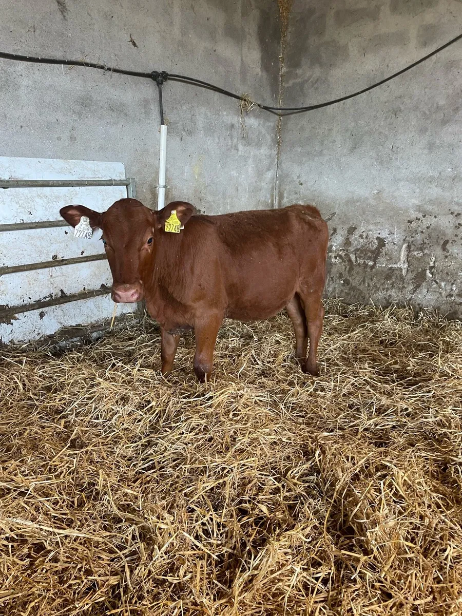 Red Angus heifer calves - Image 1
