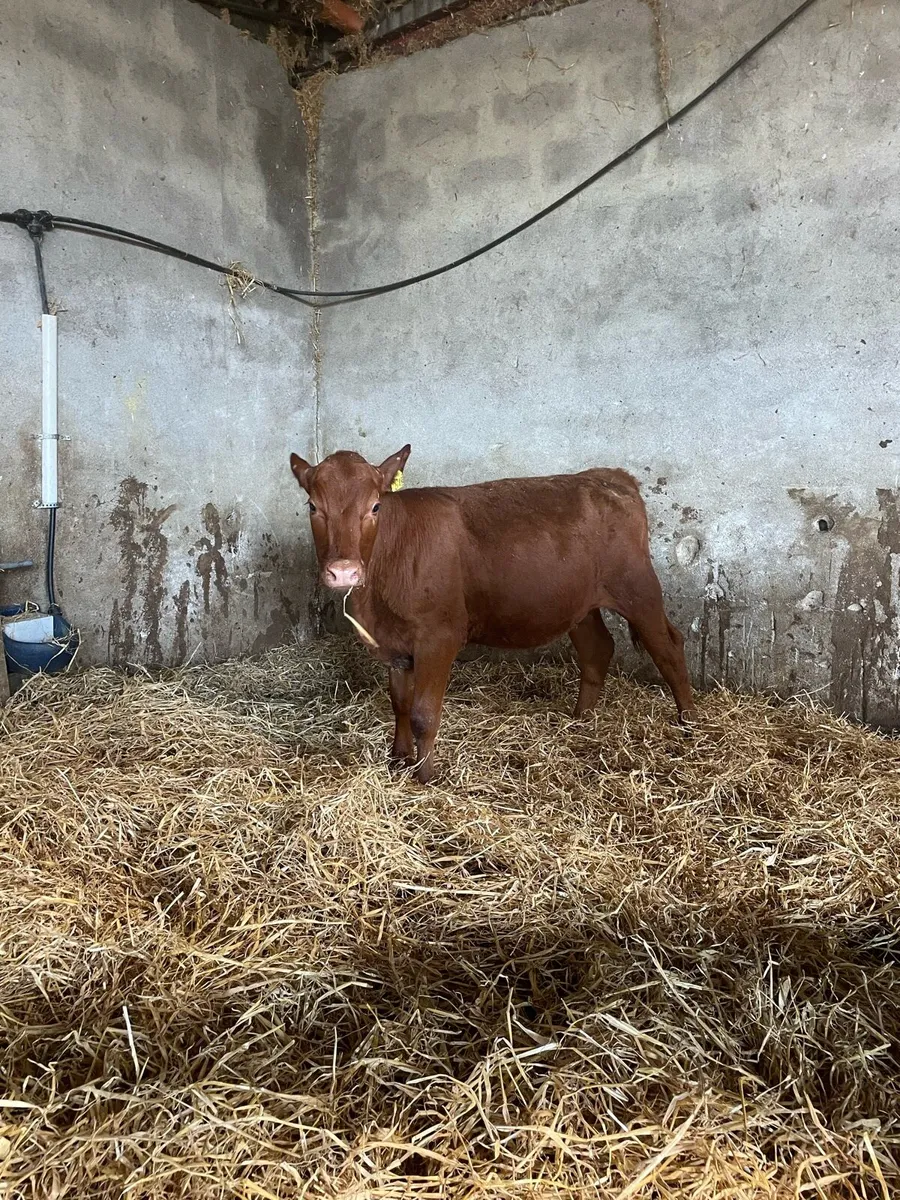 Red Angus heifer calves - Image 4