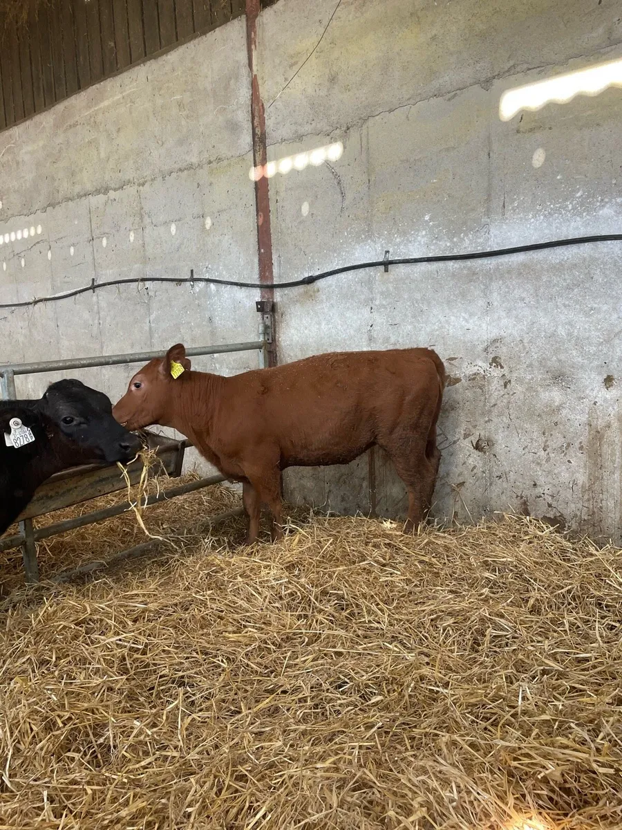 Red Angus heifer calves - Image 2