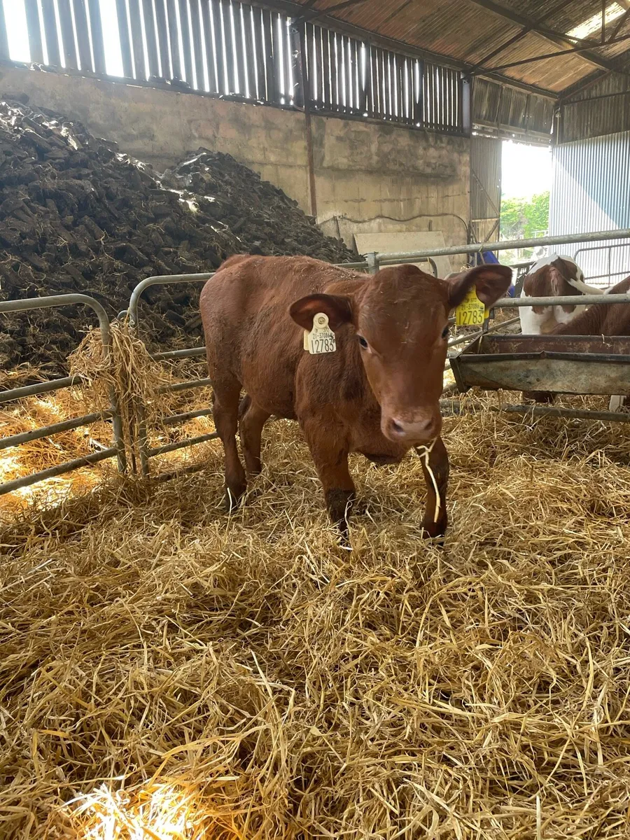 Red Angus heifer calves - Image 3